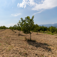 Chandler ceviz fidanı ne zaman dikilir?