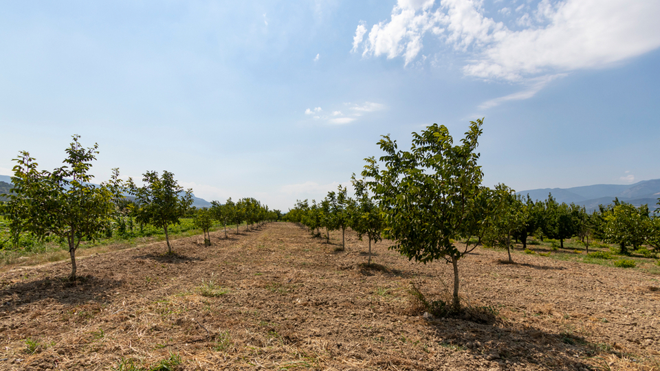 Chandler ceviz fidanı ne zaman dikilir?