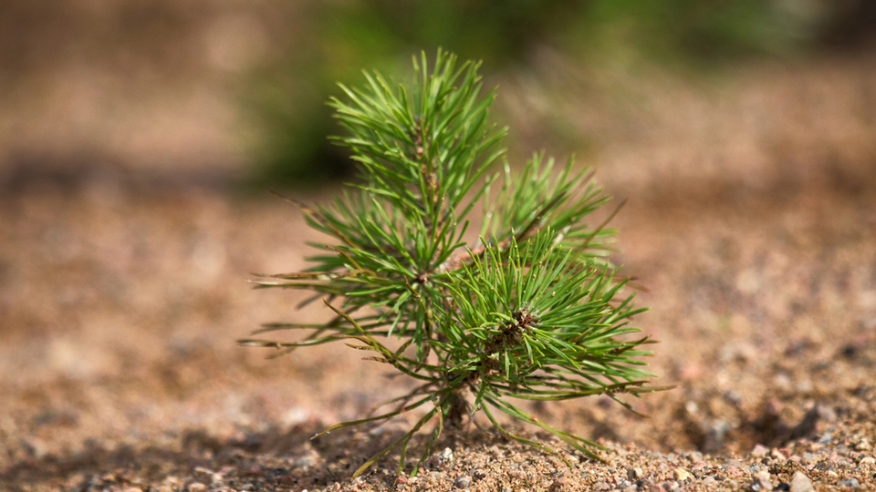 Çam fidanı ne zaman dikilir?