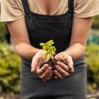 Ejder meyvesi fidanı ne zaman dikilir?