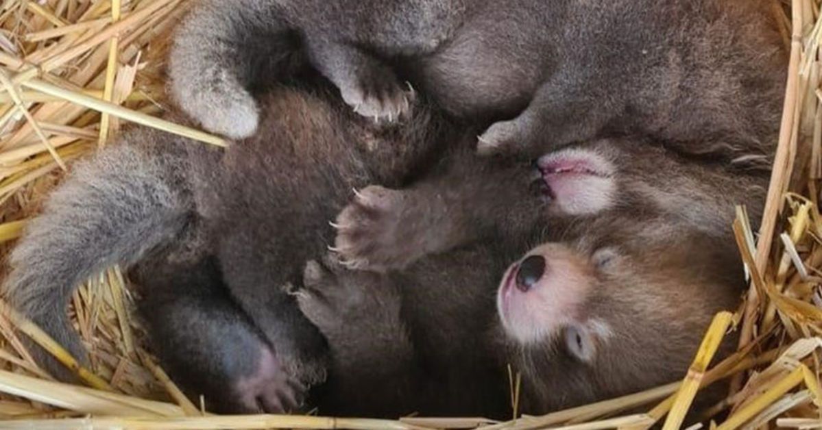 Nesli tükenmekte olan kızıl panda nüfusuna ikiz yavru katıldı
