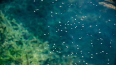 Dünya ısınıyor, sivrisinekler evrim geçiriyor