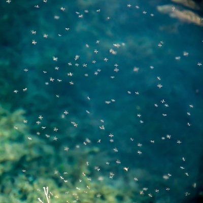 Dünya ısınıyor, sivrisinekler evrim geçiriyor