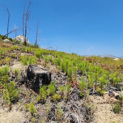 2 yıl önce kül olmuştu! Tekrar yeşeriyor