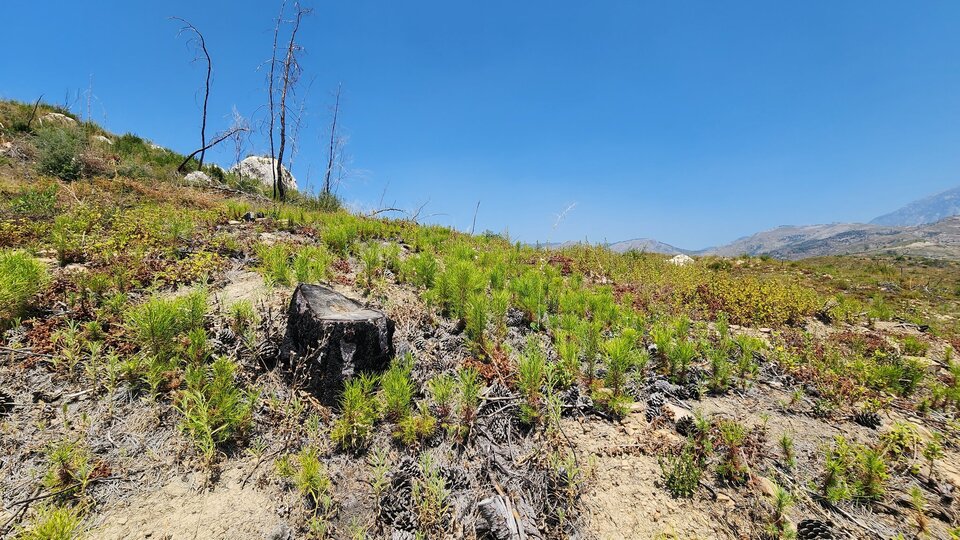 2 yıl önce kül olmuştu! Tekrar yeşeriyor