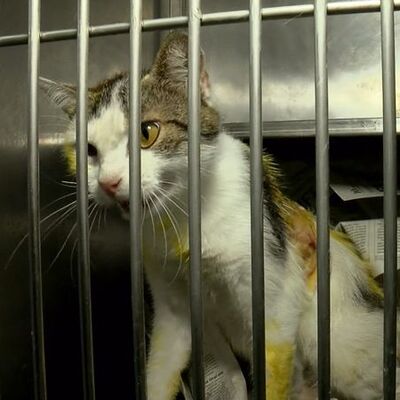 Kedilere kezzap atan şüpheliye para cezası!