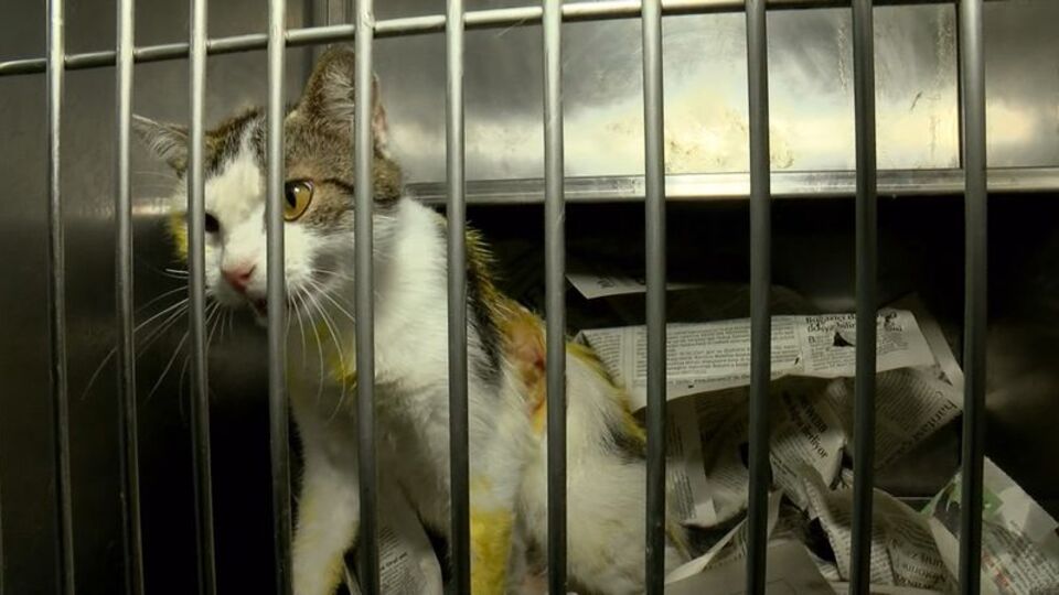 Kedilere kezzap atan şüpheliye para cezası!