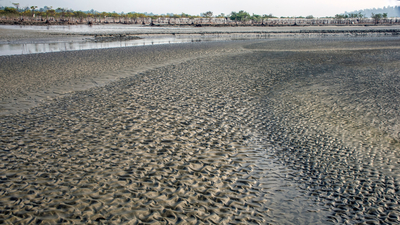 Alüvyal toprak nedir, özellikleri neler?
