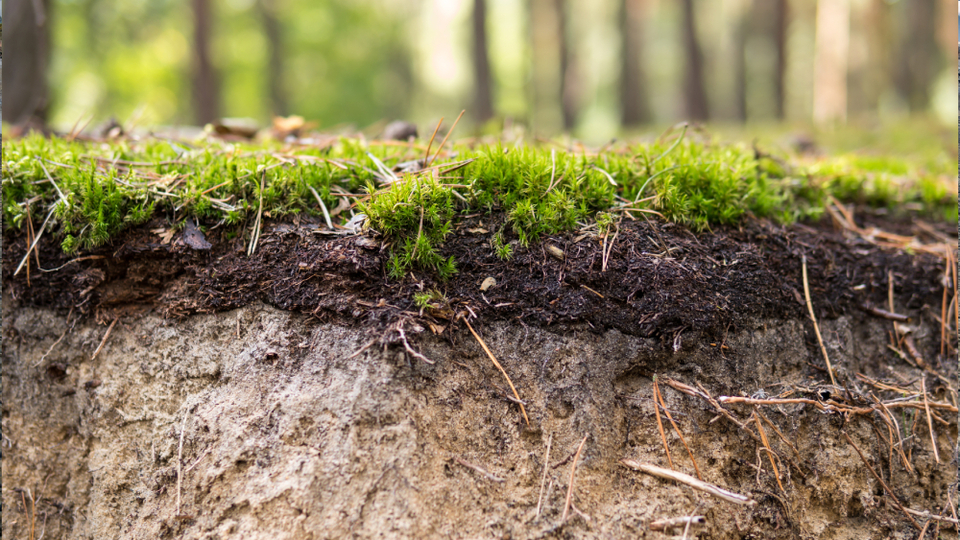 Podzol toprak nedir, özellikleri neler?