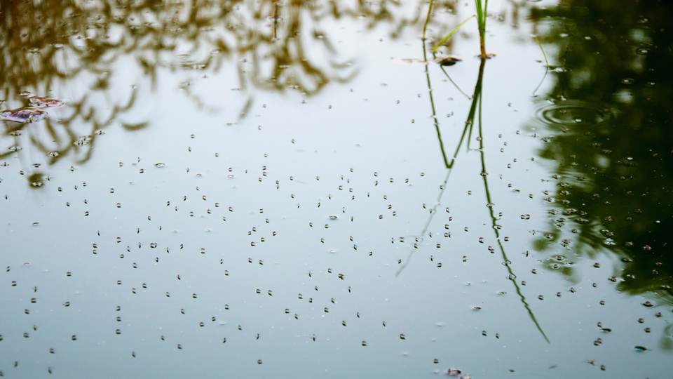 Asya kaplan sivrisineğine karşı plastik atık uyarısı!