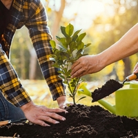 Erik fidanı ne zaman dikilir?