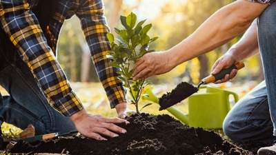 Erik fidanı ne zaman dikilir?