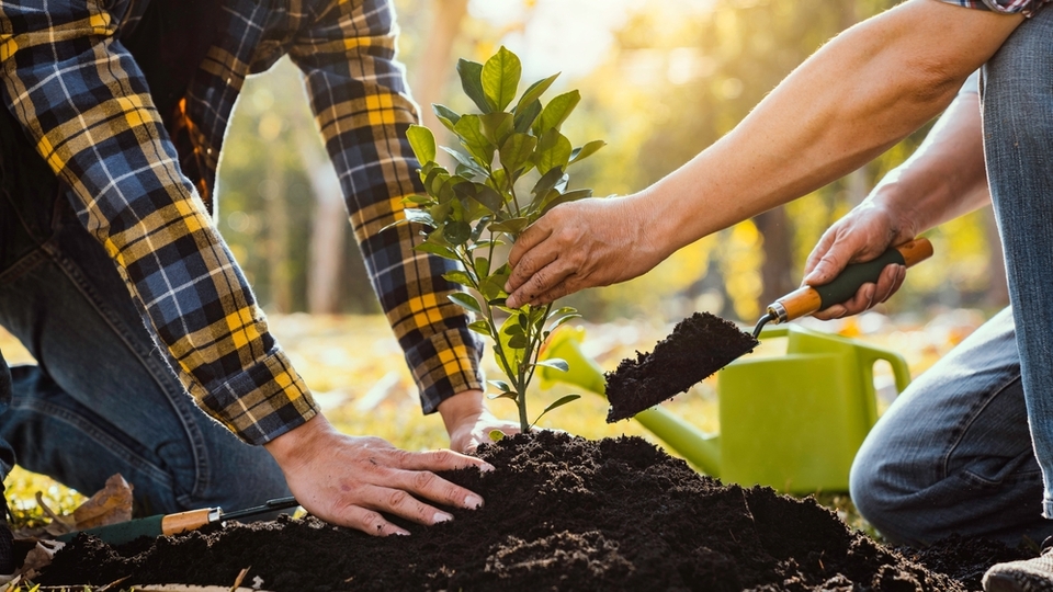 Erik fidanı ne zaman dikilir?