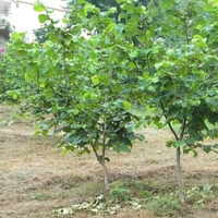 Fındık fidanı ne zaman dikilir?