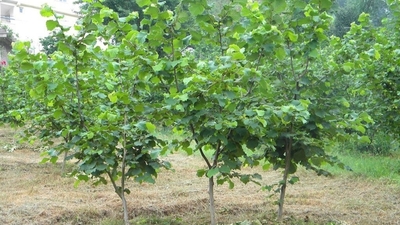 Fındık fidanı ne zaman dikilir?