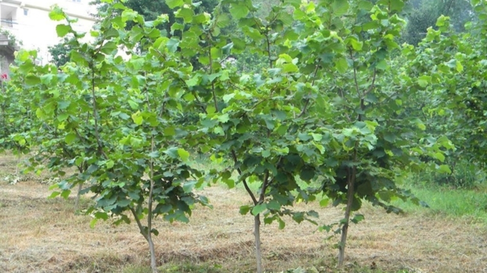 Fındık fidanı ne zaman dikilir?