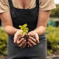 Hünnap fidanı ne zaman dikilir?