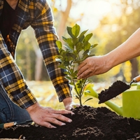 Ihlamur fidanı ne zaman dikilir?