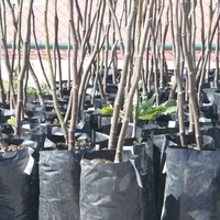 İncir fidanı ne zaman dikilir?