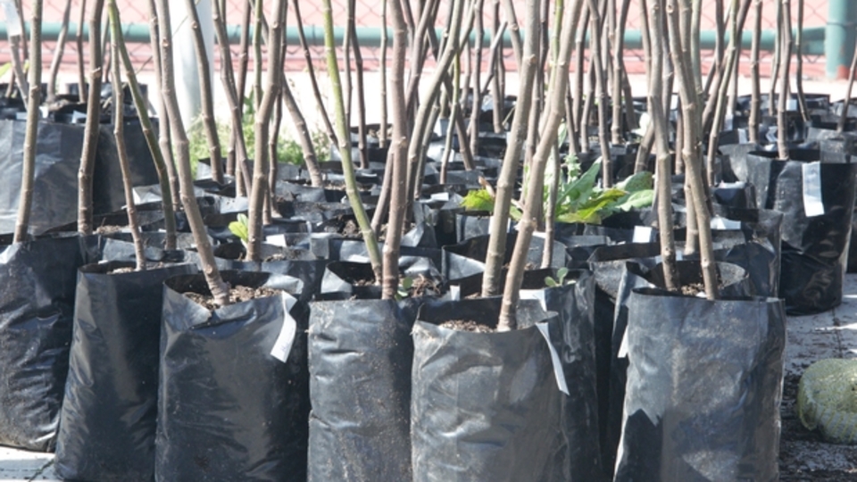 İncir fidanı ne zaman dikilir?