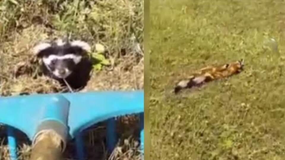Bayburt'ta görüldü... Nesli tehlikede
