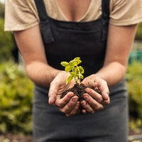 Kivi fidanı ne zaman dikilir?