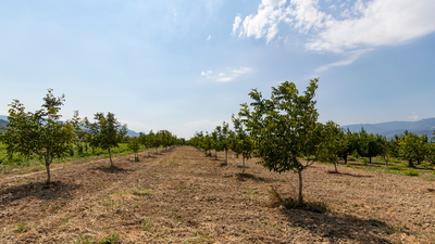 Pikan cevizi fidanı ne zaman dikilir?