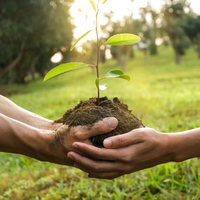 Trabzon hurması fidanı ne zaman dikilir?
