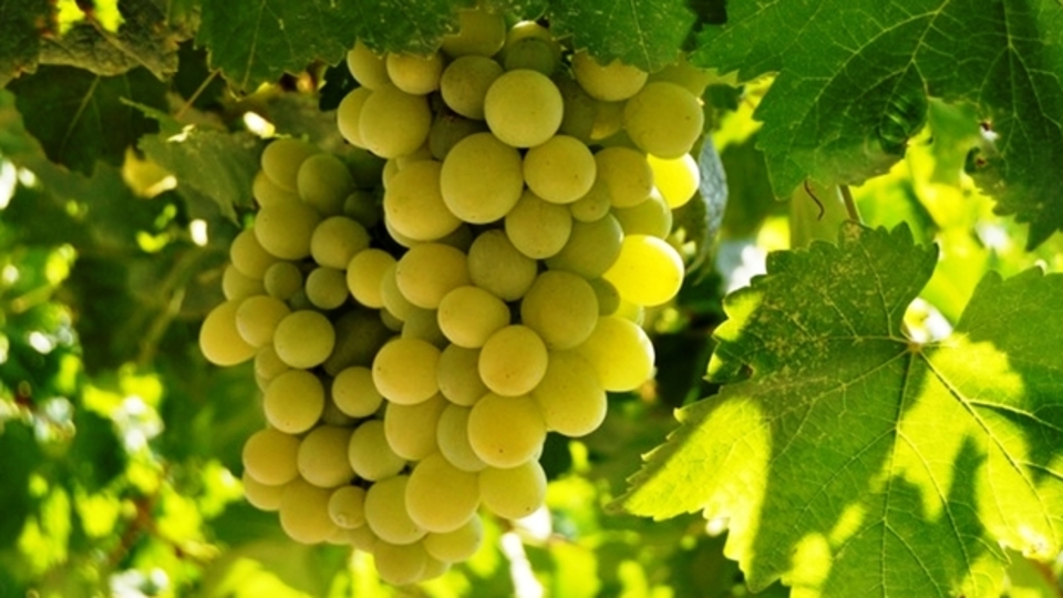 Üzüm fidanı ne zaman dikilir?