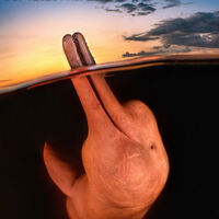 Yılın en iyi su altı fotoğrafları seçildi!