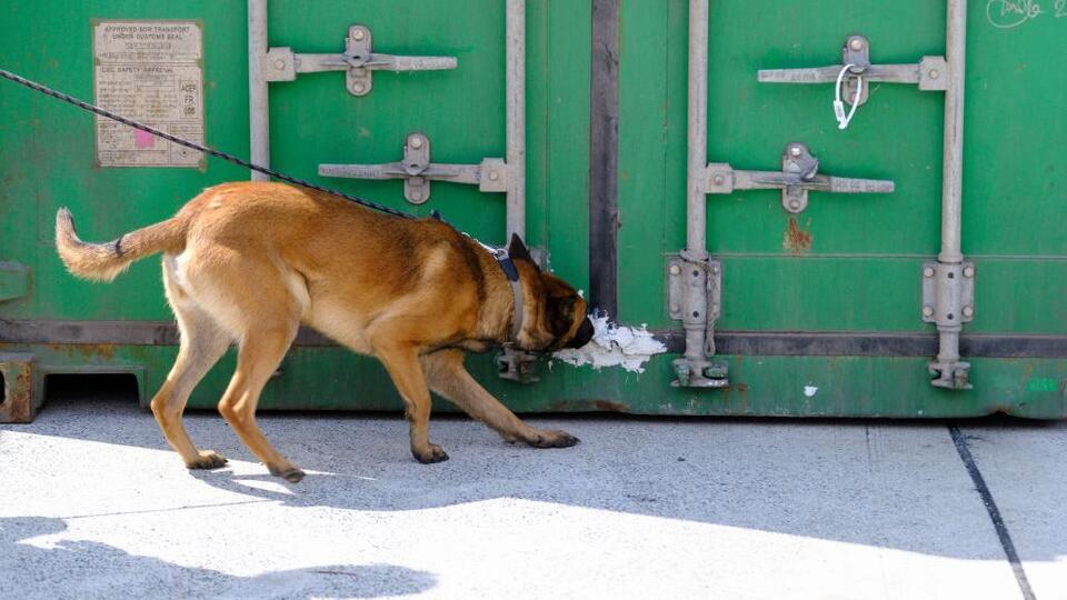 Hollanda tarihinin en büyük uyuşturucu operasyonunda 600 milyon euroluk kokain ele geçirildi