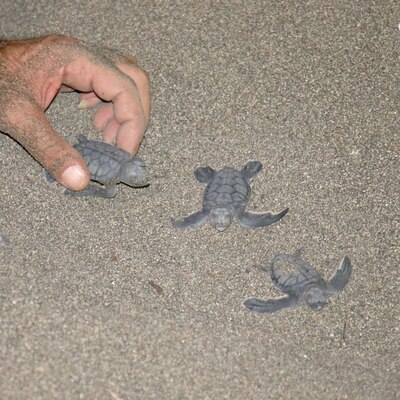 Koşa koşa denize...