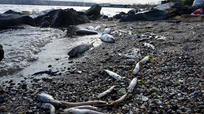 Girmeyin, balık tutmayın!