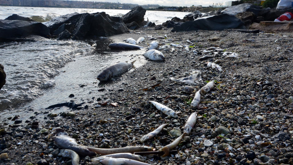 Girmeyin, balık tutmayın!