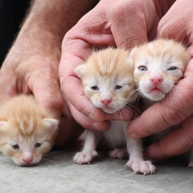 Anne kedi ile 3 yavrusuna itfaiyeciler sahip çıktı