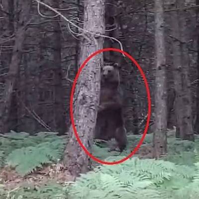 Ayı ailesi kamerada