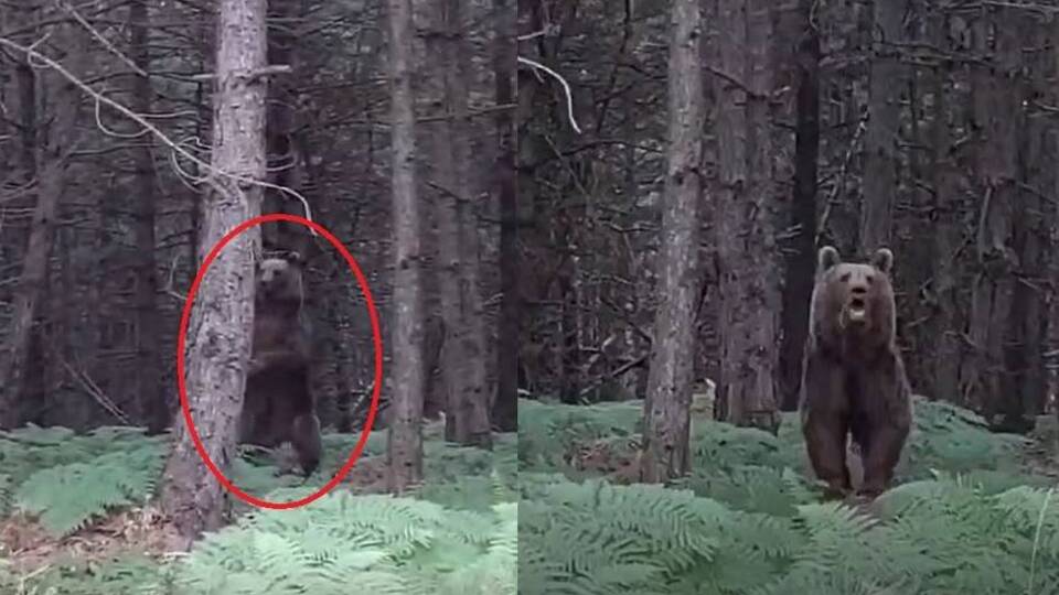 Ayı ailesi kamerada