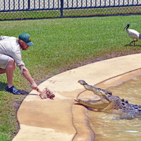 İnsanları öldüren en tehlikeli 25 hayvan türü!