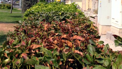 Aşırı sıcaklarda ağaçların yaprakları bile kurudu!