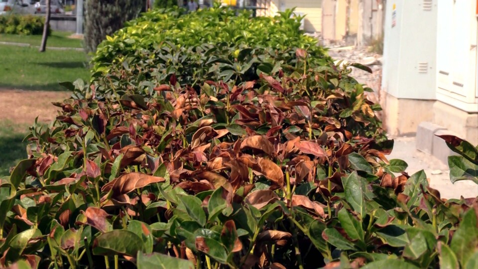 Aşırı sıcaklarda ağaçların yaprakları bile kurudu!