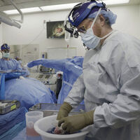 Domuzdan alınan böbrek bir ay çalıştı