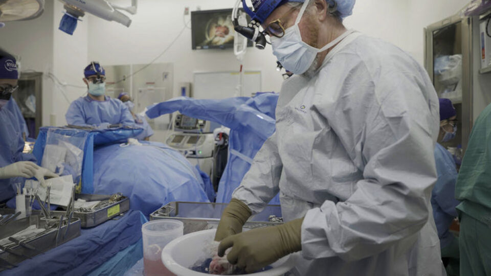 Domuzdan alınan böbrek bir ay çalıştı