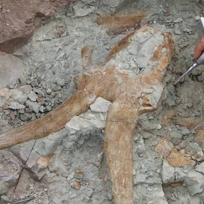 Çankırı'da heyecan verici keşifler... 8.5-9 milyon yıllık!