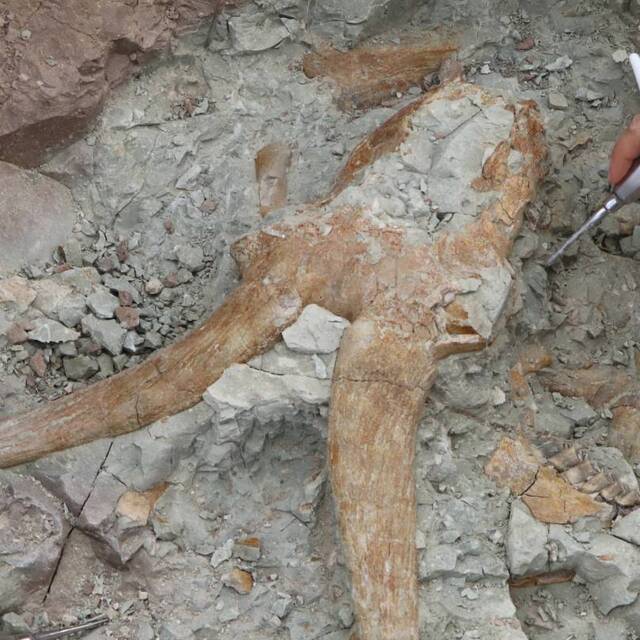 Çankırı'da heyecan verici keşifler... 8.5-9 milyon yıllık!