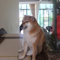 Doge Meme'lerinin fenomeni köpek Cheems hayatını kaybetti