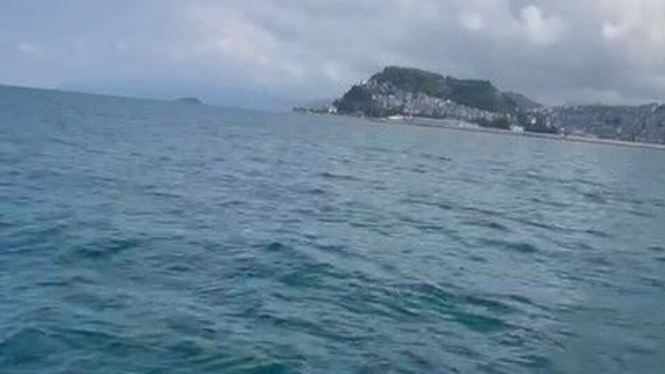 Giresun Adası'na giden gençlere yunuslardan sürpriz gösteri