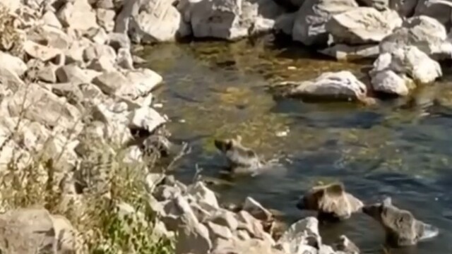 Nemrut Krater Gölü'nde yüzerken görüntülendiler