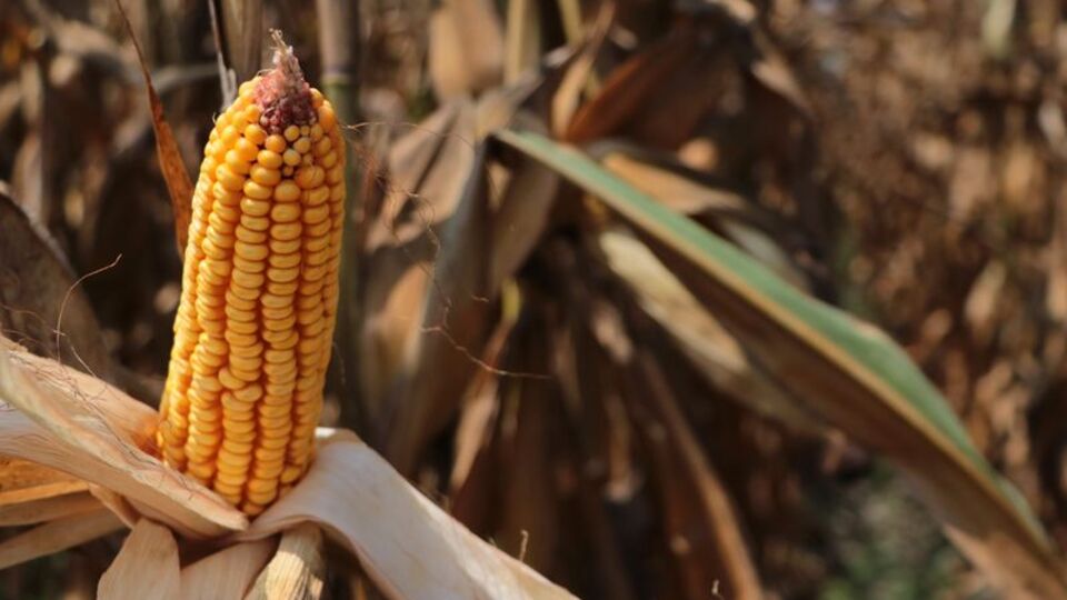 TMO mısır alım fiyatını açıkladı