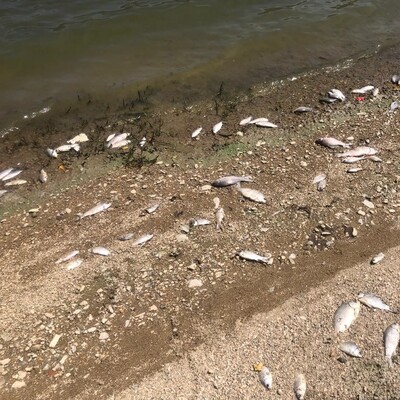 Oksijen azaldı, balık ölümleri başladı!