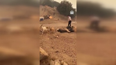 Komutan ve askerler, hayvanlar için seferber oldu!